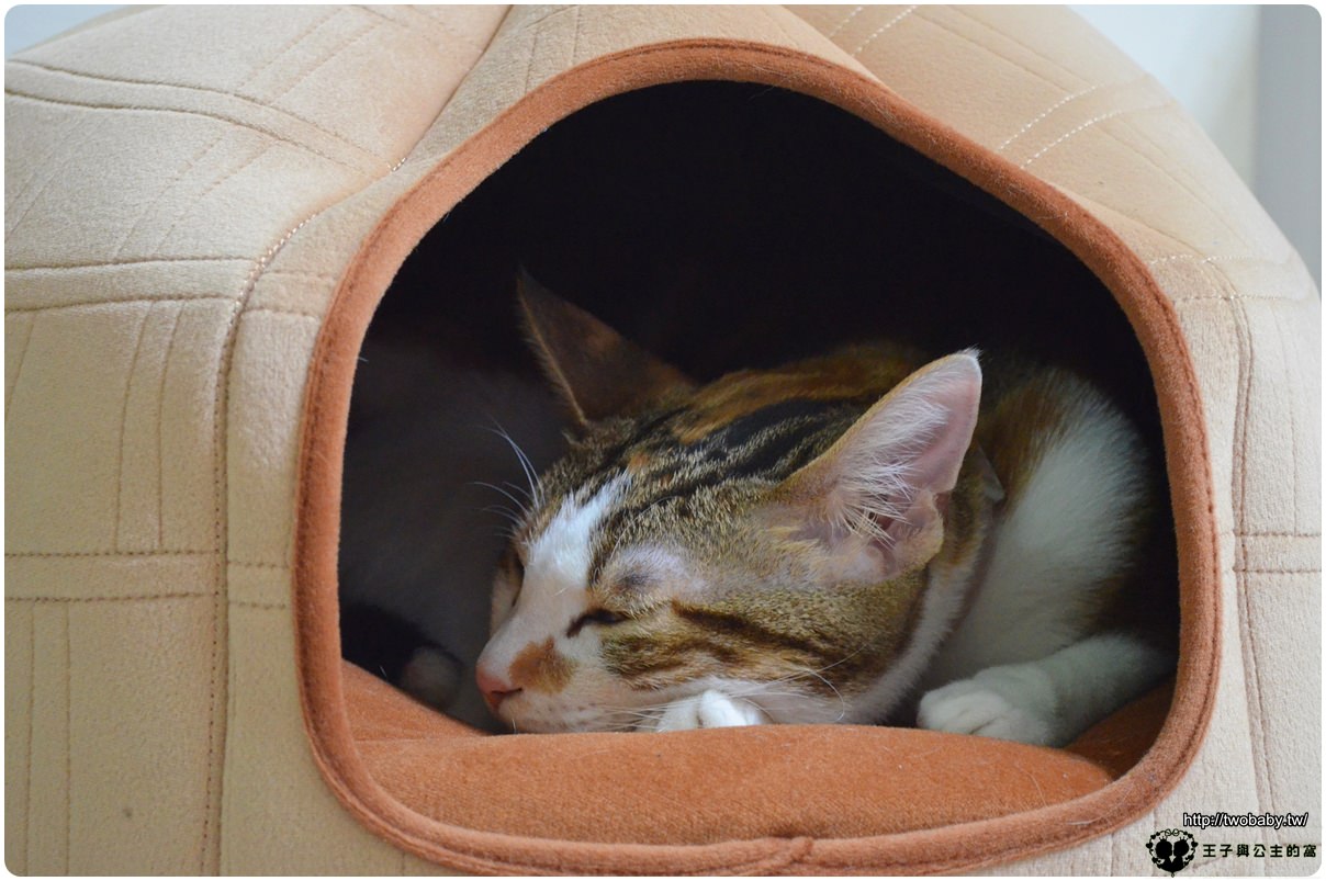 貓睡墊推薦| Lucky Me寵物設計 冰屋- 圓形開口 可拆式床墊 三種不同變化 滿足貓貓的探索慾望