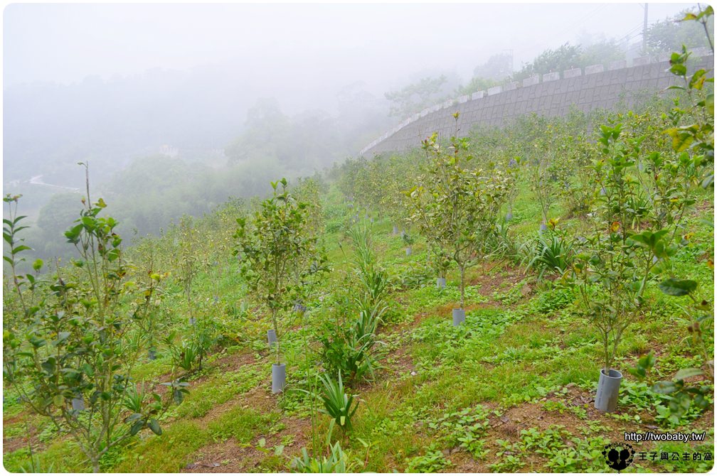 嘉義阿里山全新步道|公興龍美步道-賞螢生態步道-豐富的生態可以觀察動植物