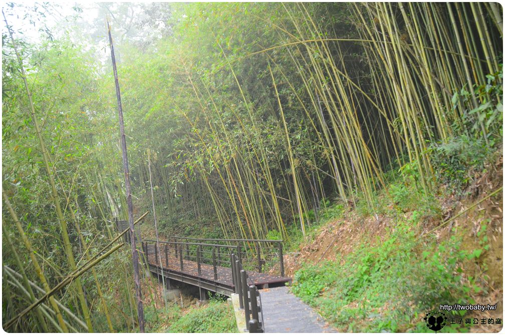 嘉義阿里山全新步道|公興龍美步道-賞螢生態步道-豐富的生態可以觀察動植物