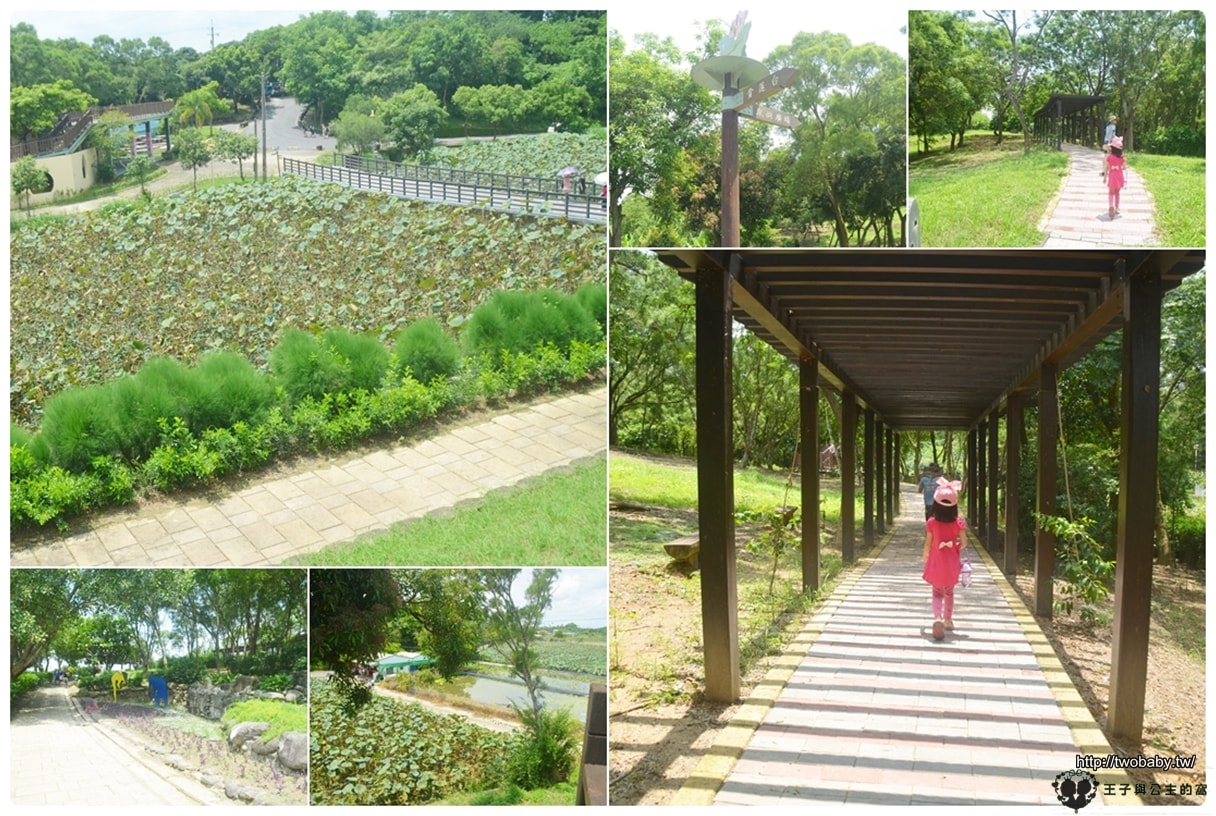 台南親子景點|白河蓮花公園 6~8月蓮花季必賞 每年都有盛典 大王蓮/香水蓮花