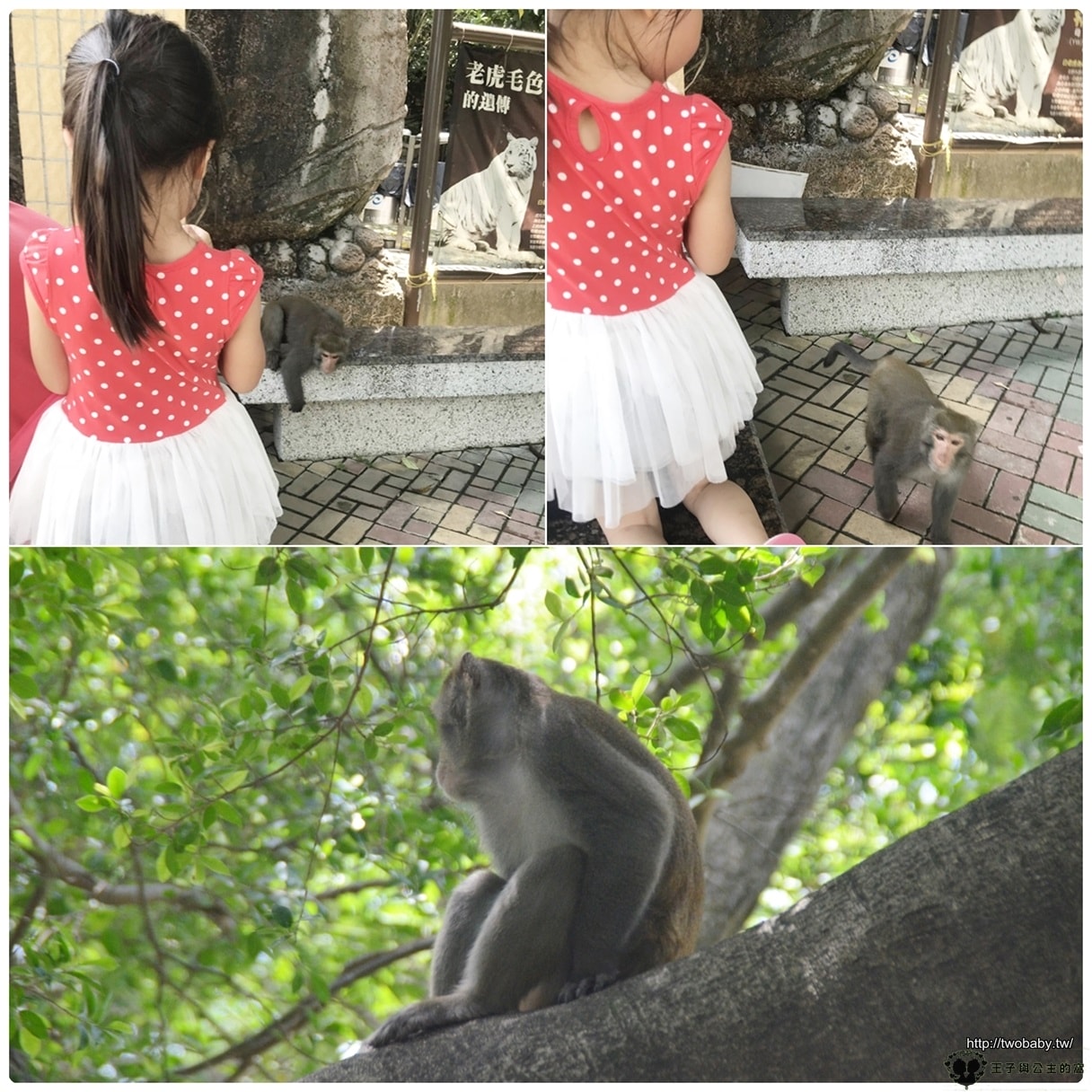 高雄親子景點|高雄市壽山動物園Shou Shan Zoo 小心獼猴出沒