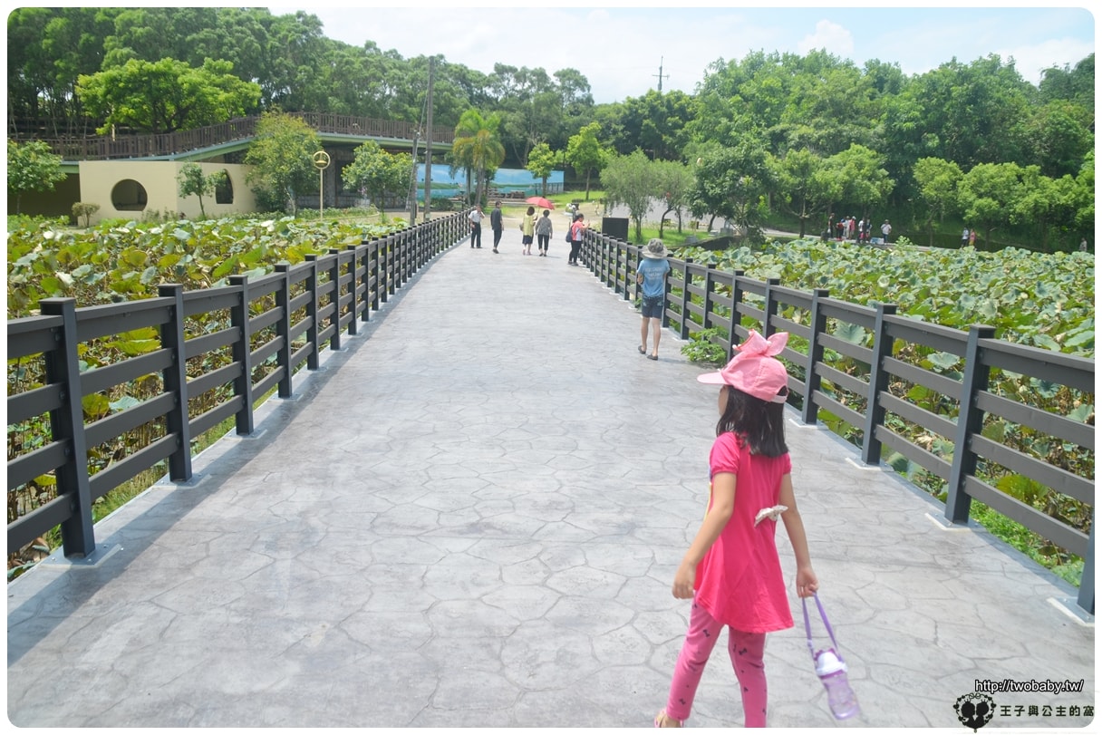 台南親子景點|白河蓮花公園 6~8月蓮花季必賞 每年都有盛典 大王蓮/香水蓮花