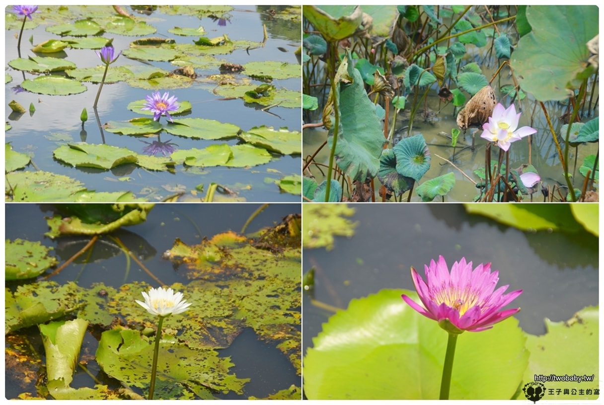 台南親子景點|白河蓮花公園 6~8月蓮花季必賞 每年都有盛典 大王蓮/香水蓮花