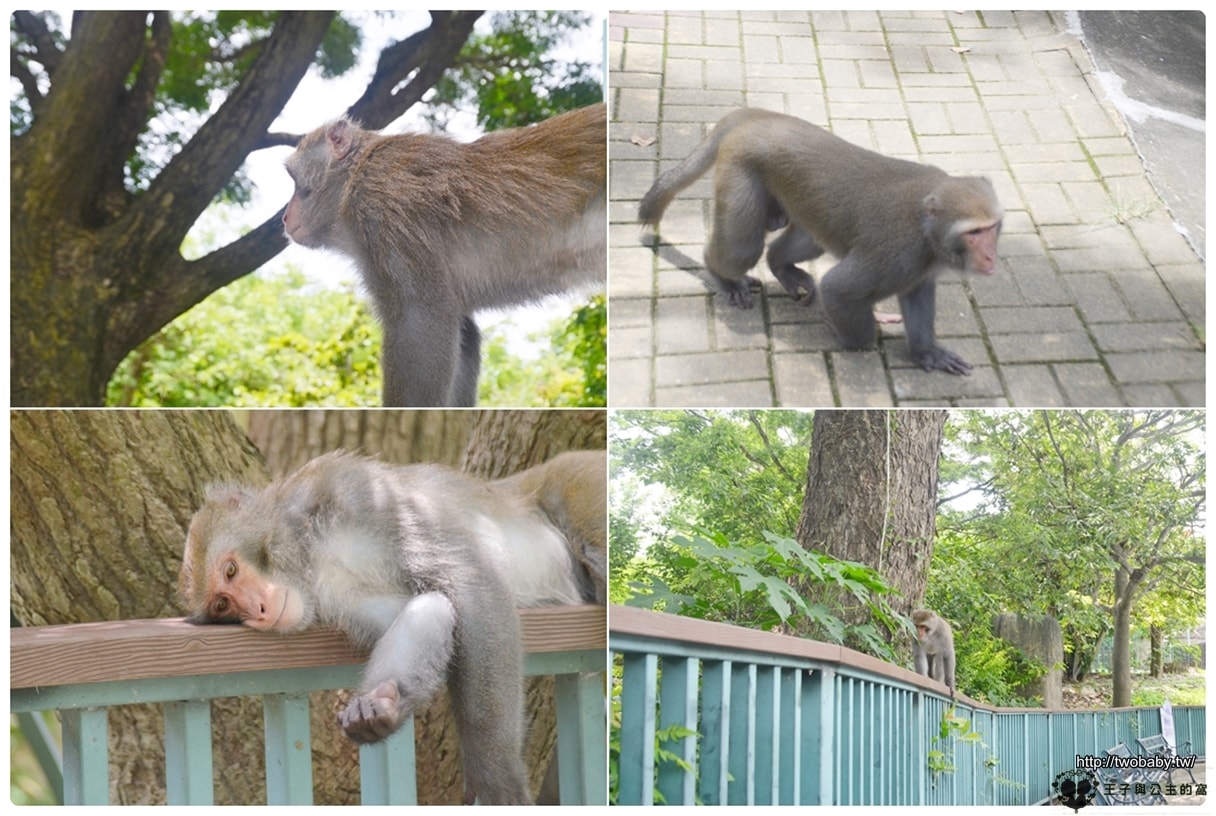 高雄親子景點|高雄市壽山動物園Shou Shan Zoo 小心獼猴出沒