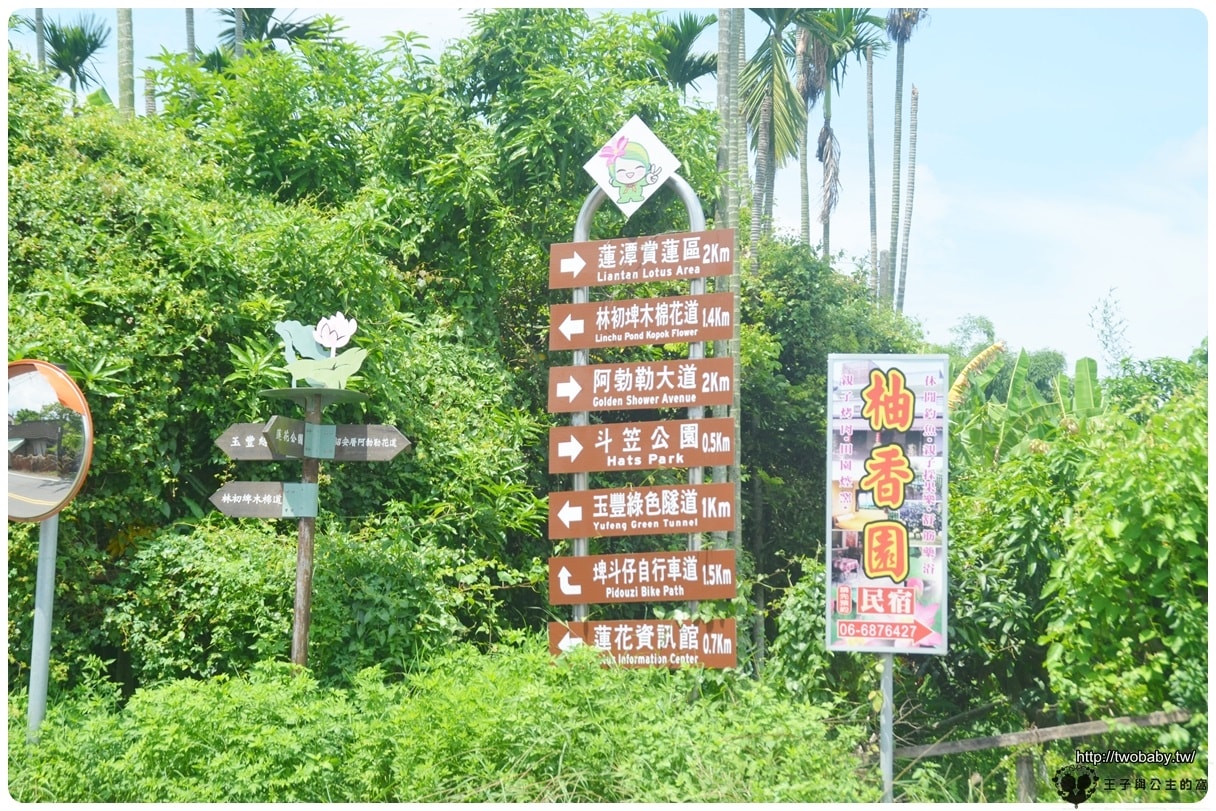 台南親子景點|白河蓮花公園 6~8月蓮花季必賞 每年都有盛典 大王蓮/香水蓮花