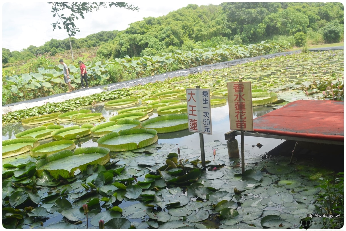 台南親子景點|白河蓮花公園 6~8月蓮花季必賞 每年都有盛典 大王蓮/香水蓮花
