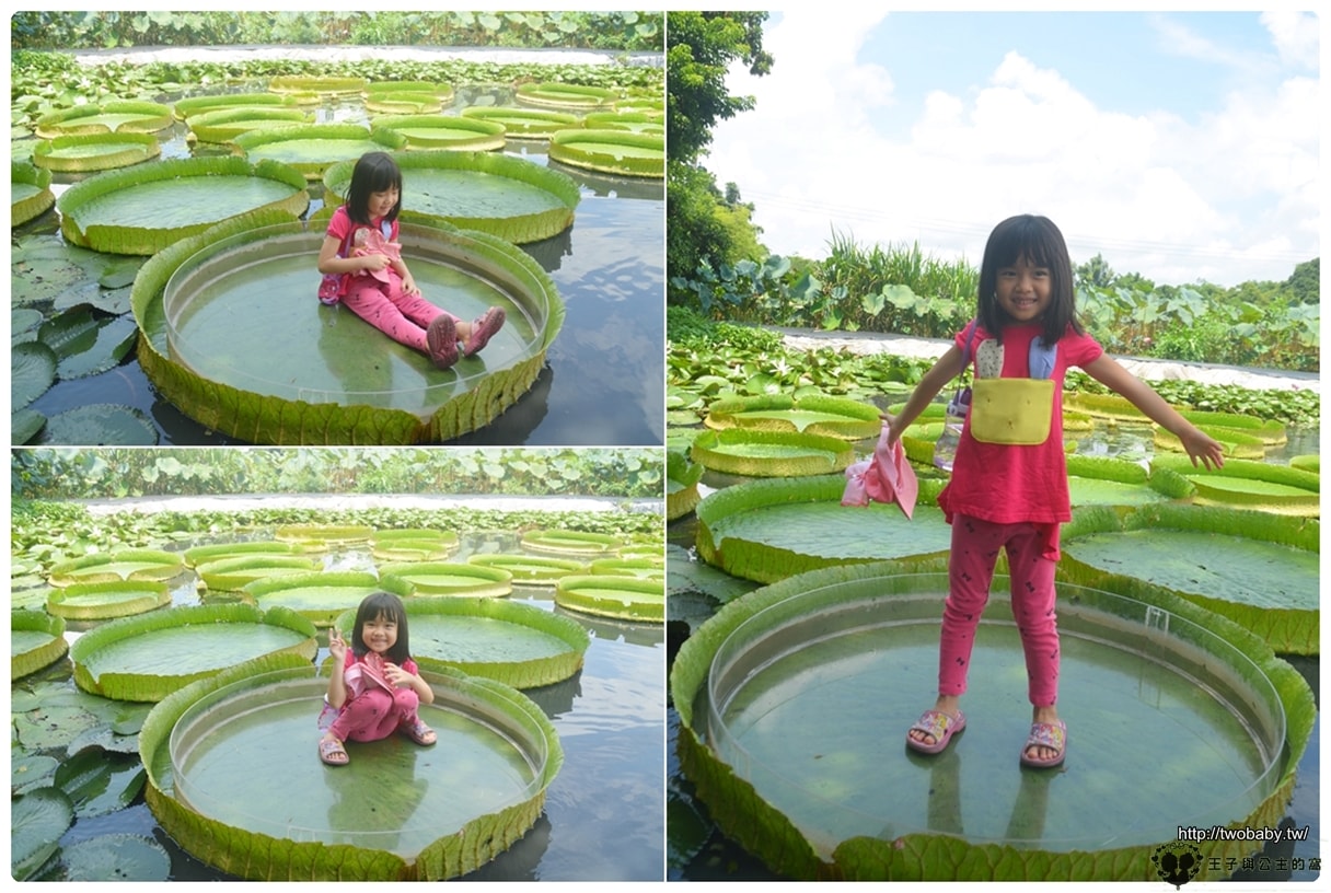 台南親子景點|白河蓮花公園 6~8月蓮花季必賞 每年都有盛典 大王蓮/香水蓮花