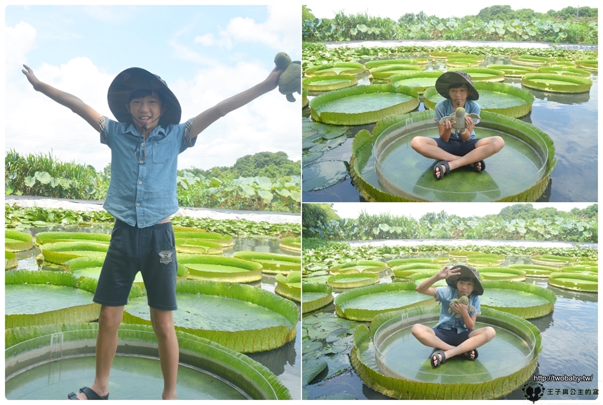 台南親子景點|白河蓮花公園 6~8月蓮花季必賞 每年都有盛典 大王蓮/香水蓮花