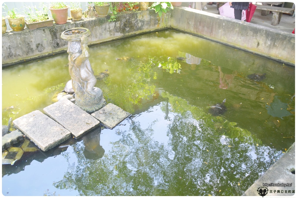 台南親子景點|白河蓮花公園 6~8月蓮花季必賞 每年都有盛典 大王蓮/香水蓮花