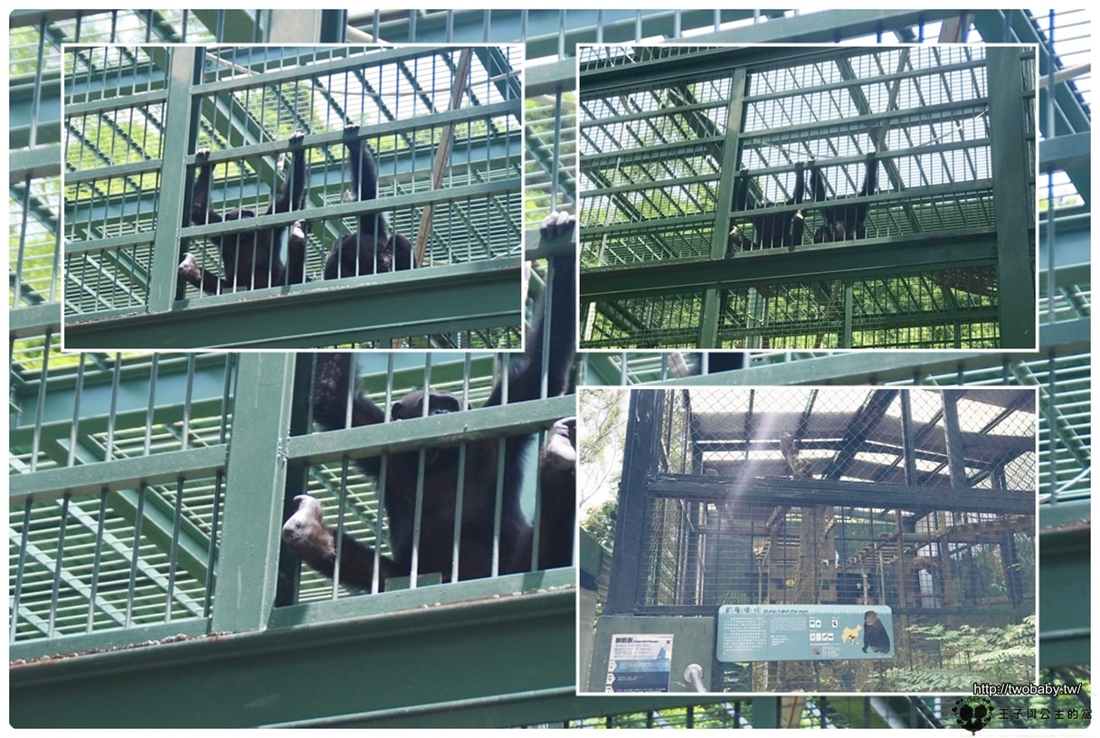 高雄親子景點|高雄市壽山動物園Shou Shan Zoo 小心獼猴出沒