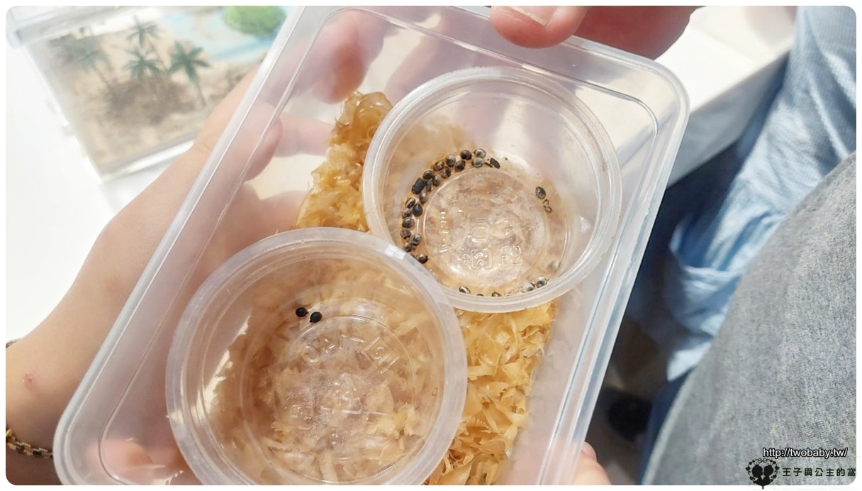 嘉義付費景點|親子景點|嘉大昆蟲館 大型昆蟲模型 溫室蝴蝶花園 還有近距離昆蟲體驗