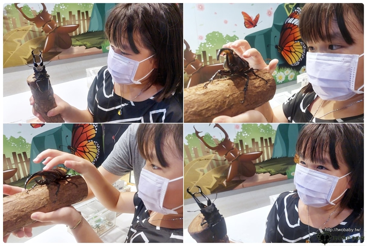 嘉義付費景點|親子景點|嘉大昆蟲館 大型昆蟲模型 溫室蝴蝶花園 還有近距離昆蟲體驗