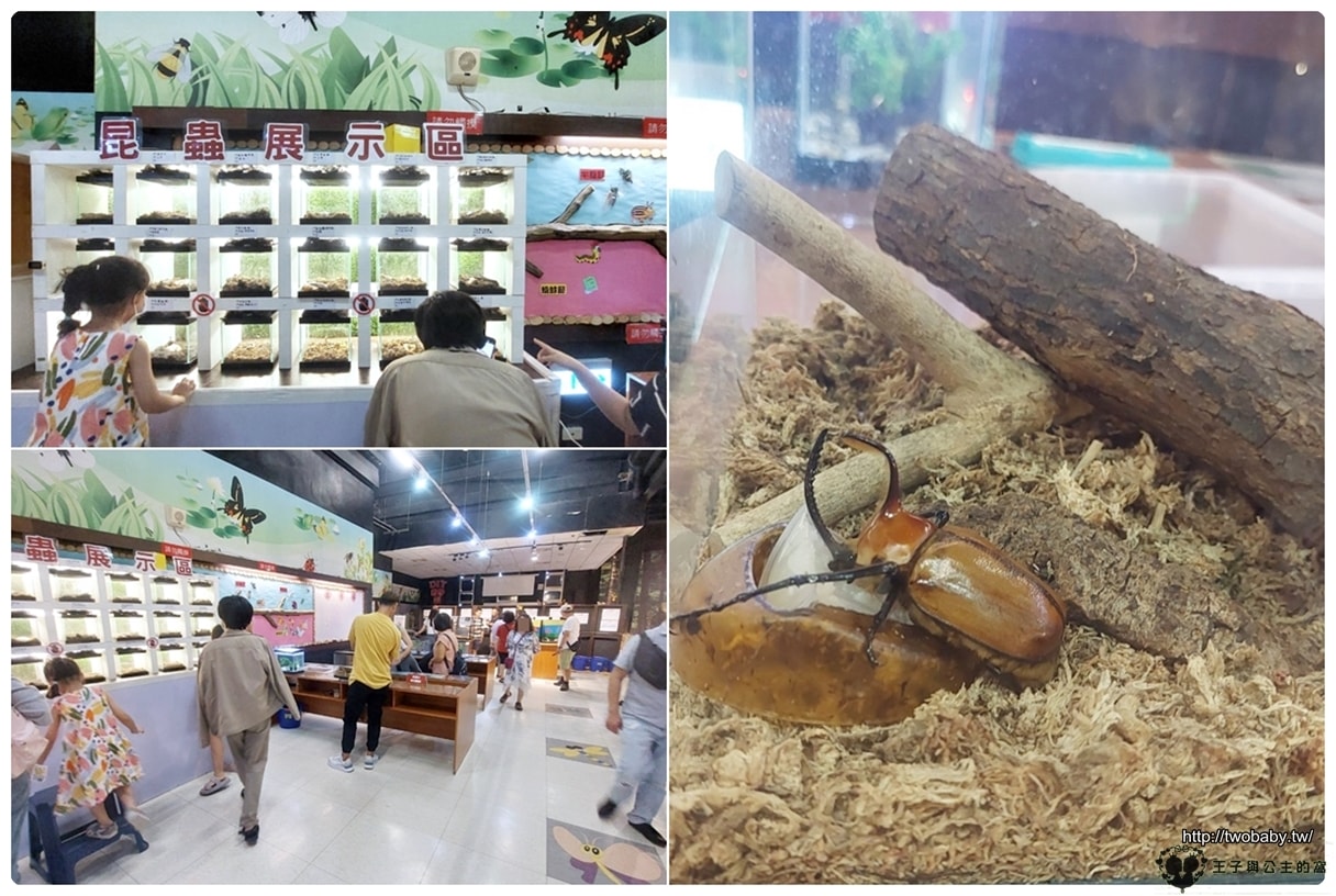 嘉義付費景點|親子景點|嘉大昆蟲館 大型昆蟲模型 溫室蝴蝶花園 還有近距離昆蟲體驗