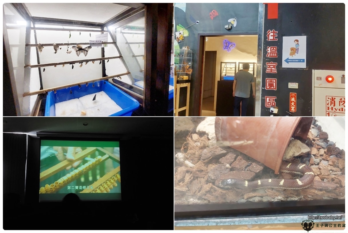嘉義付費景點|親子景點|嘉大昆蟲館 大型昆蟲模型 溫室蝴蝶花園 還有近距離昆蟲體驗