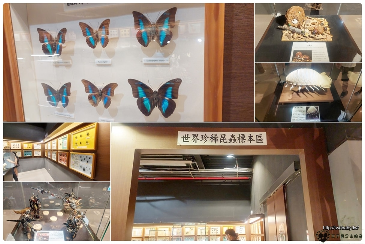 嘉義付費景點|親子景點|嘉大昆蟲館 大型昆蟲模型 溫室蝴蝶花園 還有近距離昆蟲體驗