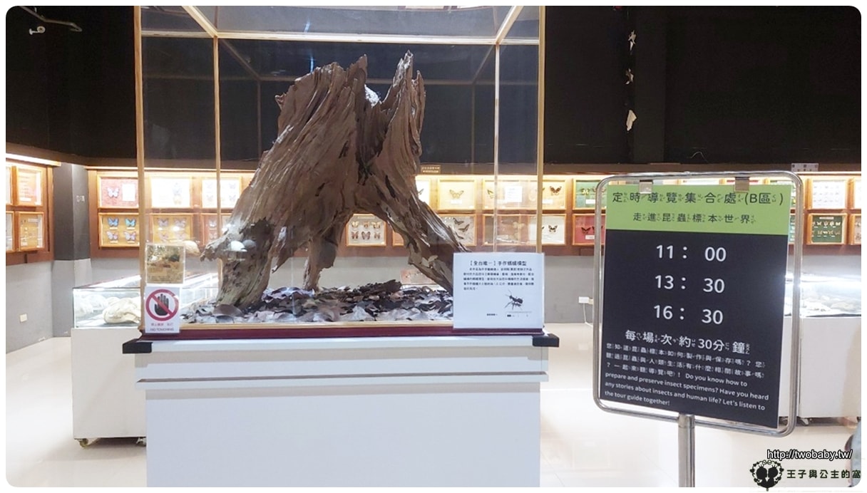 嘉義付費景點|親子景點|嘉大昆蟲館 大型昆蟲模型 溫室蝴蝶花園 還有近距離昆蟲體驗