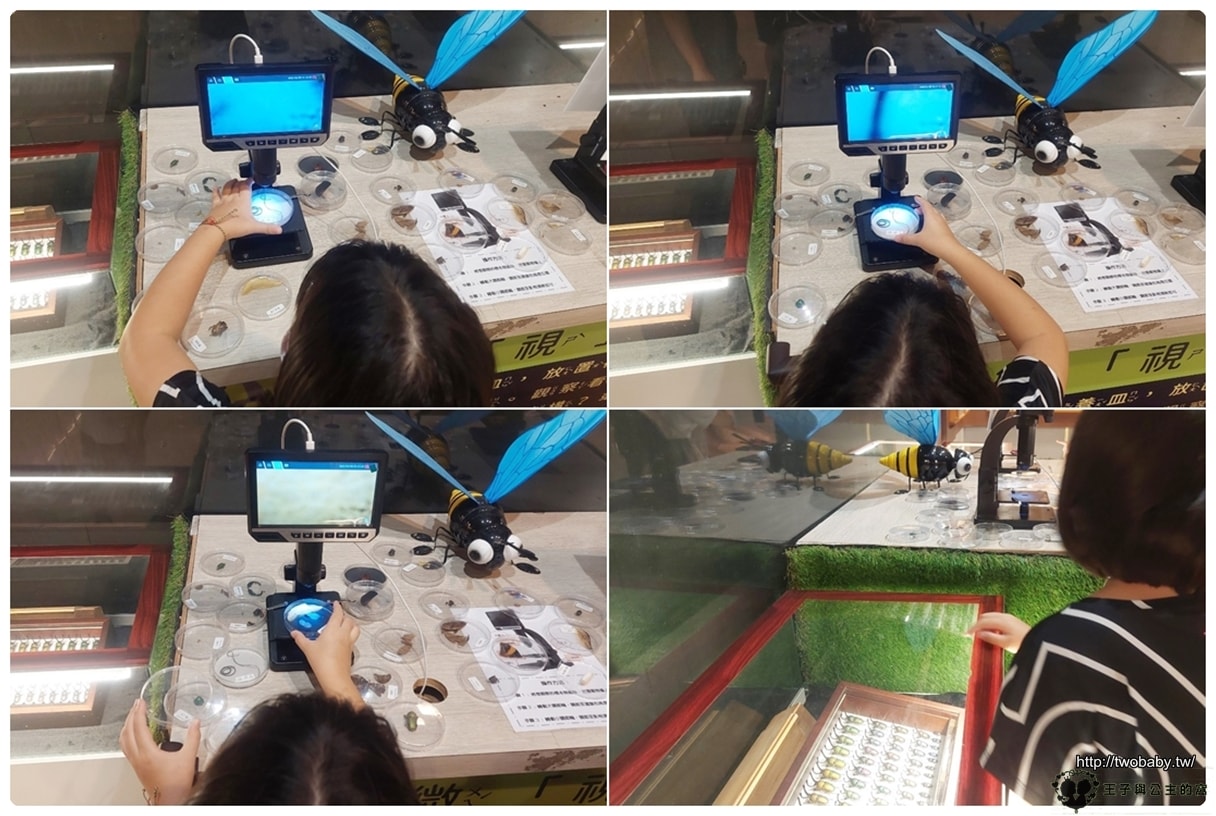 嘉義付費景點|親子景點|嘉大昆蟲館 大型昆蟲模型 溫室蝴蝶花園 還有近距離昆蟲體驗