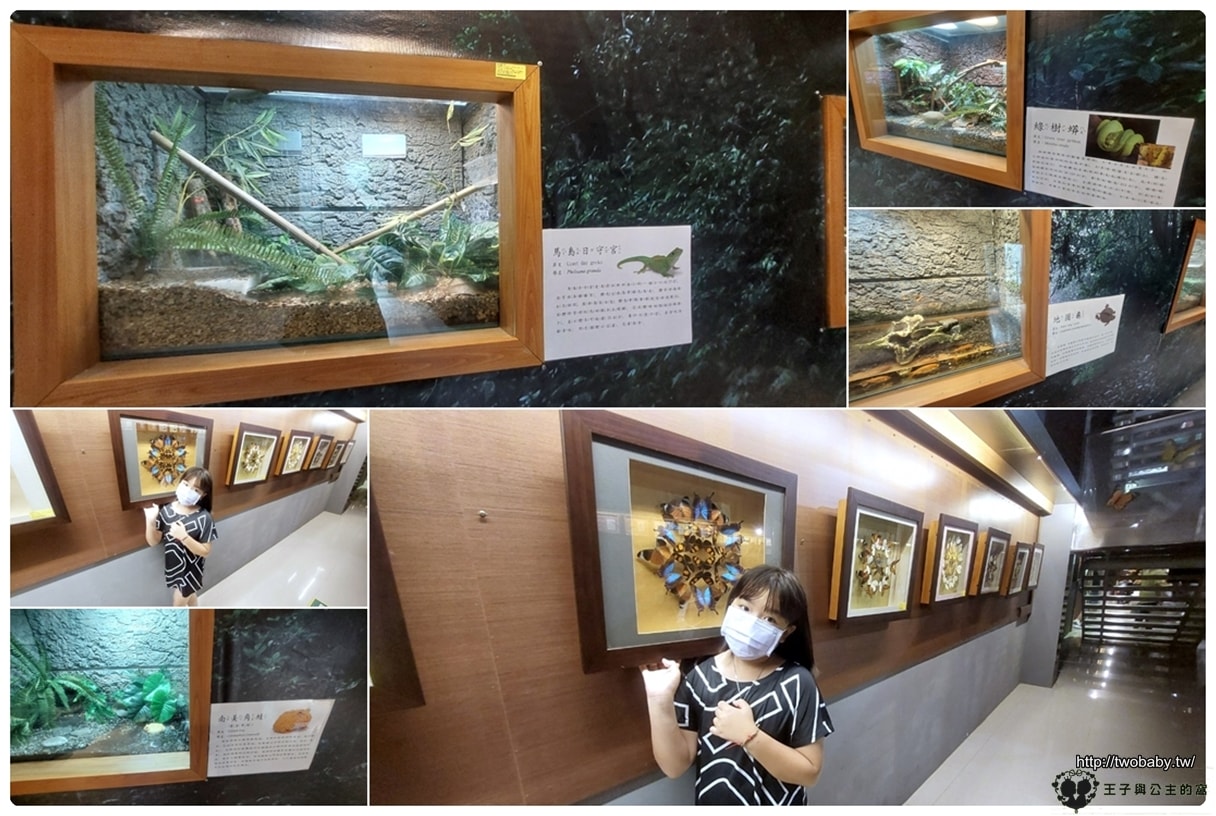 嘉義付費景點|親子景點|嘉大昆蟲館 大型昆蟲模型 溫室蝴蝶花園 還有近距離昆蟲體驗