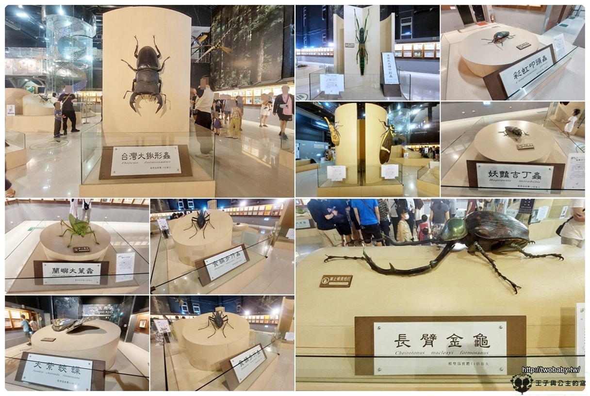 嘉義付費景點|親子景點|嘉大昆蟲館 大型昆蟲模型 溫室蝴蝶花園 還有近距離昆蟲體驗