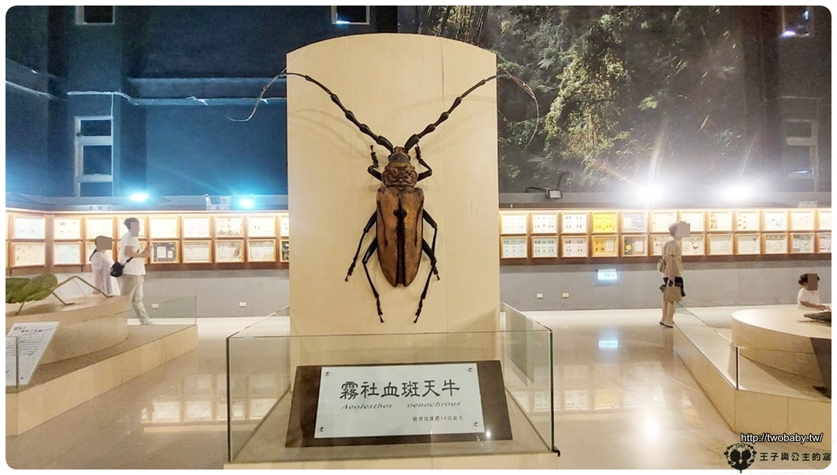嘉義付費景點|親子景點|嘉大昆蟲館 大型昆蟲模型 溫室蝴蝶花園 還有近距離昆蟲體驗
