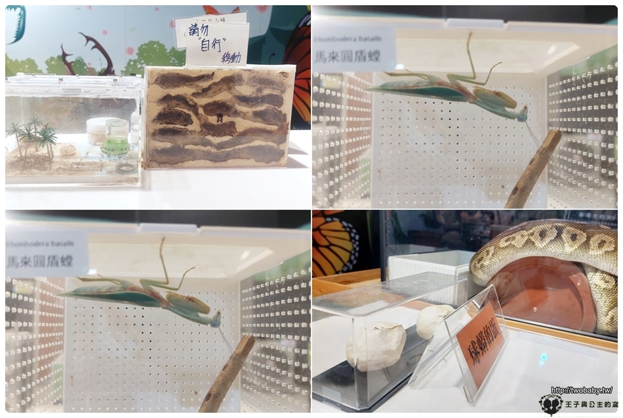 嘉義付費景點|親子景點|嘉大昆蟲館 大型昆蟲模型 溫室蝴蝶花園 還有近距離昆蟲體驗