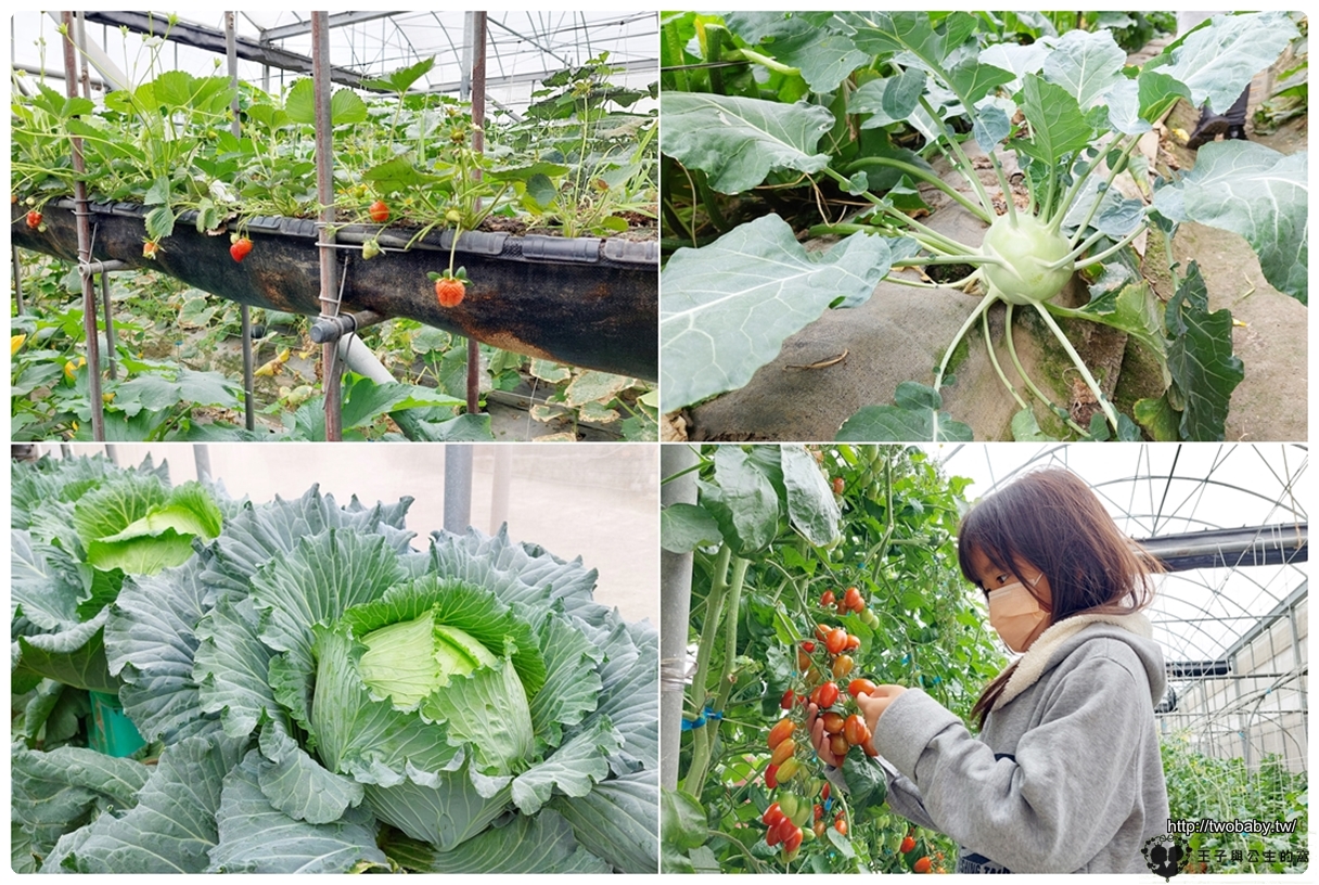虎尾親子景點|綠金蕃茄南瓜農場 全國唯一七彩百變南瓜隧道 把握產季觀光~觀賞南瓜要抓緊五月底前