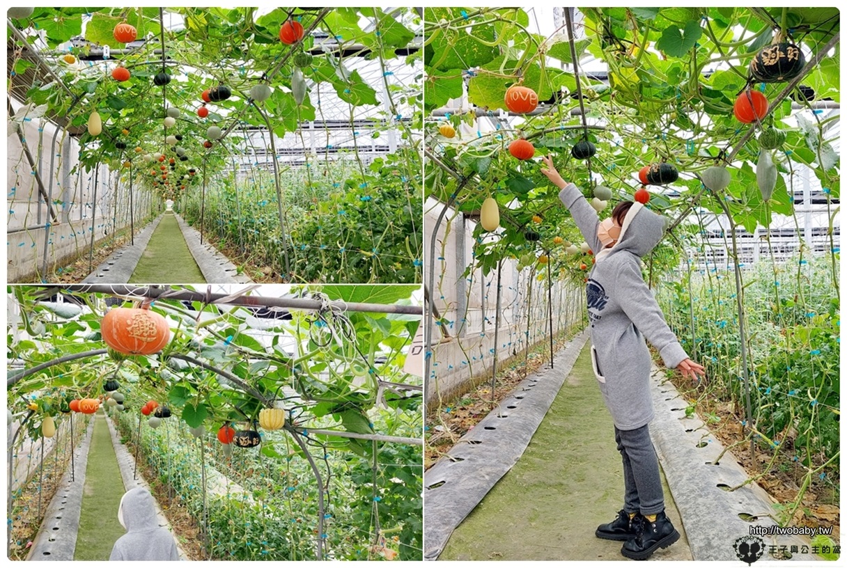虎尾親子景點|綠金蕃茄南瓜農場 全國唯一七彩百變南瓜隧道 把握產季觀光~觀賞南瓜要抓緊五月底前