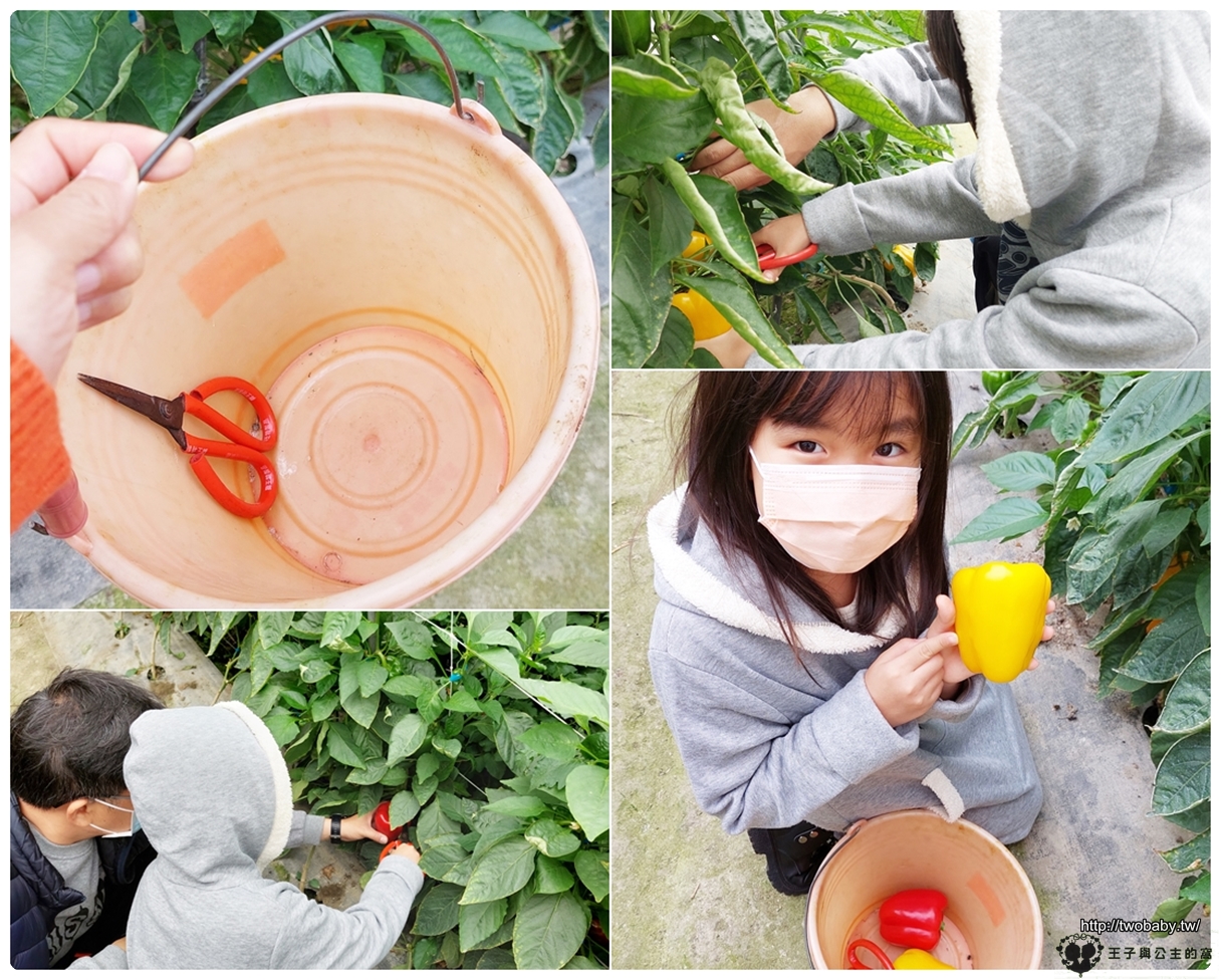 虎尾親子景點|綠金蕃茄南瓜農場 全國唯一七彩百變南瓜隧道 把握產季觀光~觀賞南瓜要抓緊五月底前