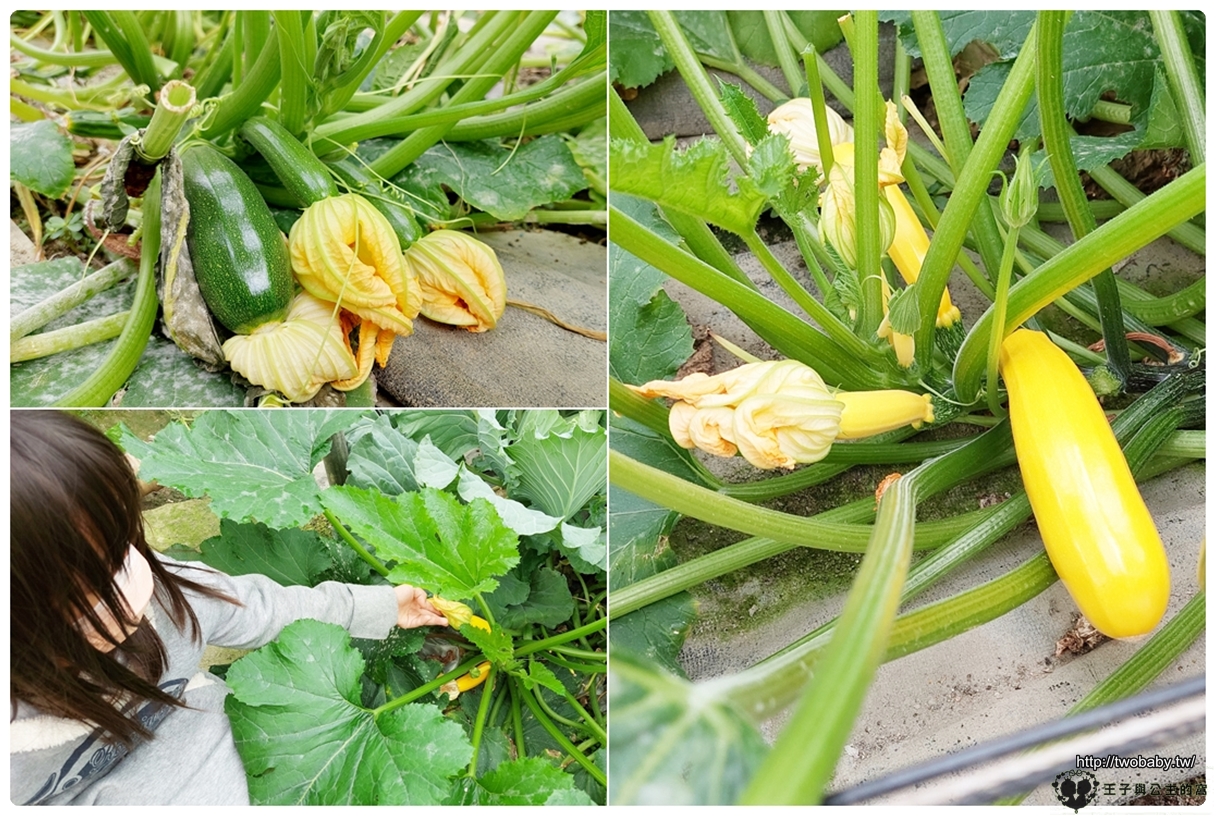 虎尾親子景點|綠金蕃茄南瓜農場 全國唯一七彩百變南瓜隧道 把握產季觀光~觀賞南瓜要抓緊五月底前