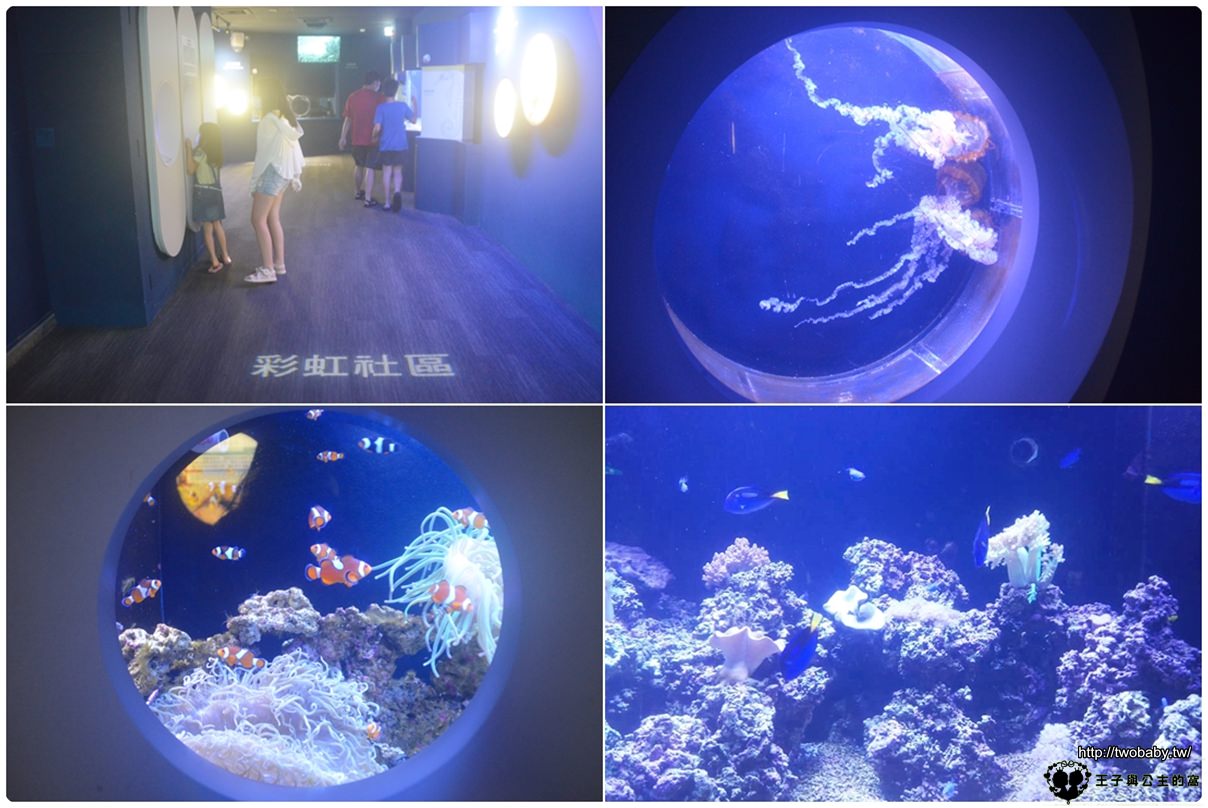 澎湖親子室內景點|澎湖水族館 Penghu aquarium
